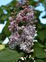 Syringa vulgaris Michel Buchner